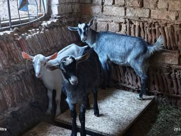 山羊（批次，未指定性别）, Goats — 吉尔吉斯斯坦