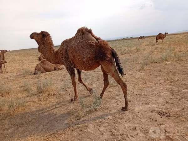 Camel Female, Camels — Uzbekistan