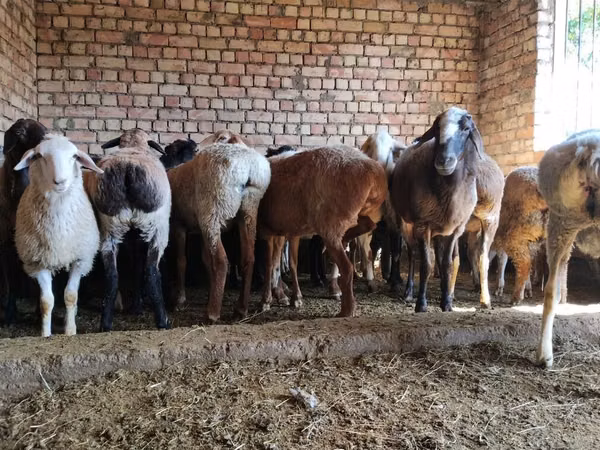 Sheep, Sheep — Kyrgyzstan