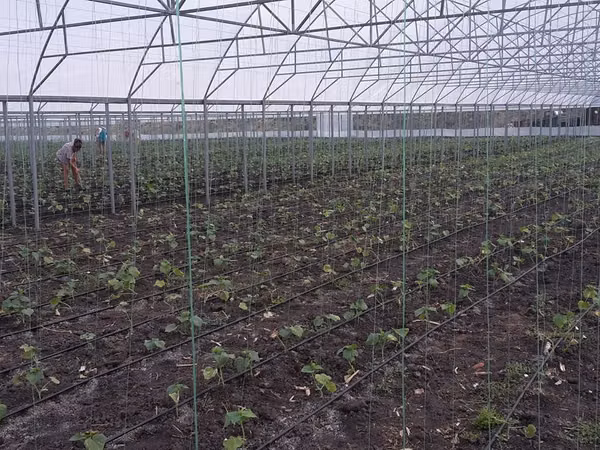 Modul de sera solar