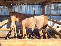 مادیان, Horse breed — عکس 3
