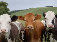 گاو نر, Swiss cattle — عکس 5