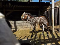 Kozel, Beetal goats — foto 4