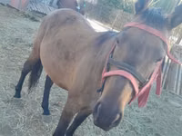 Mare, Thoroughbred horse — photo 1