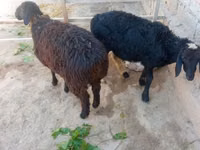 قوچ, Hissar sheep — عکس 2