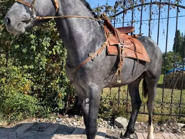 اسب نر, Hanoverian