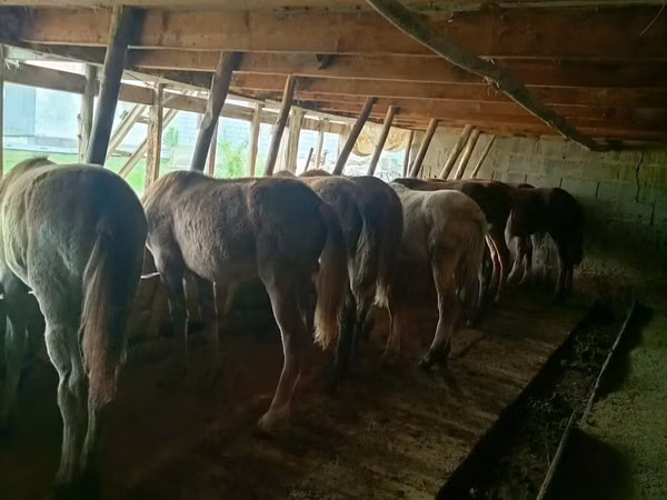 Koně (série, pohlaví neuvedeno), Koně