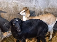 Capra, Nubian Goat — foto 4