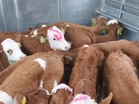 วัวตัวผู้, Simmental cattle — รูปภาพ 2