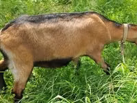 母山羊, Nubian Goat — 照片 2