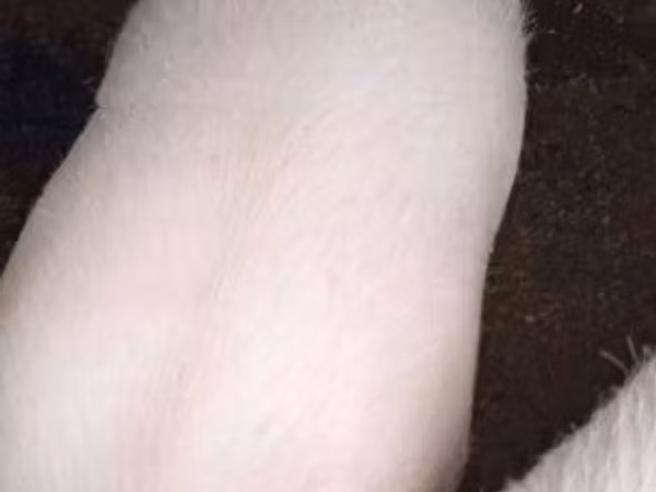 Boar, Pigs