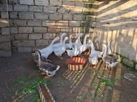 Geese — புகைப்படம் 2