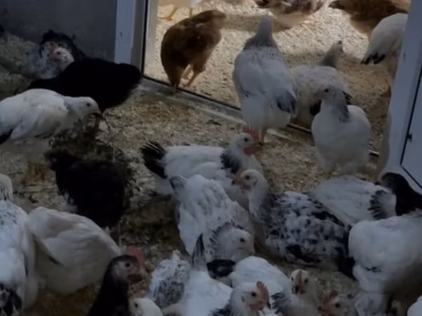 Chickens — جمهوری آذربایجان