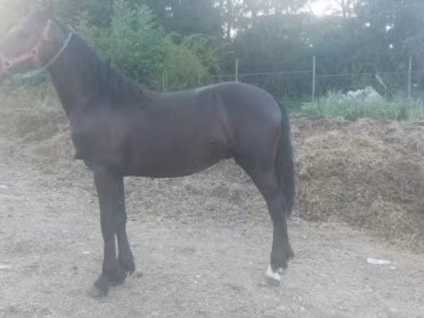 Horse (M), Friesian — Hungary