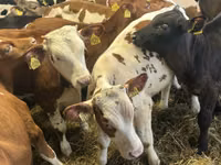 Nötkreatur (parti, kön ej angivet), Nötkreatur — foto 6