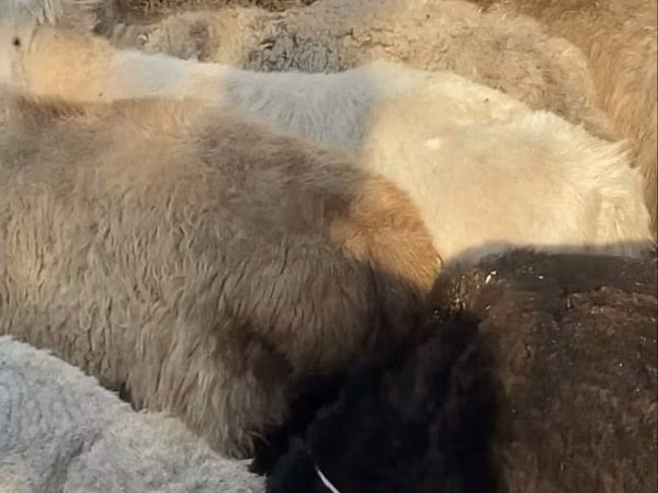 Sheep, Sheep — Kazakhstan