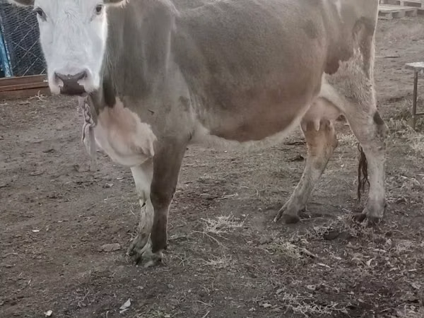 گائے, Simmental cattle — قزاخستان