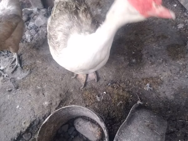 Domestic Muscovy — Kirgistaan