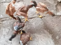 Chickens — photo 1