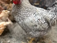 Plymouth Rock — 1. fotó