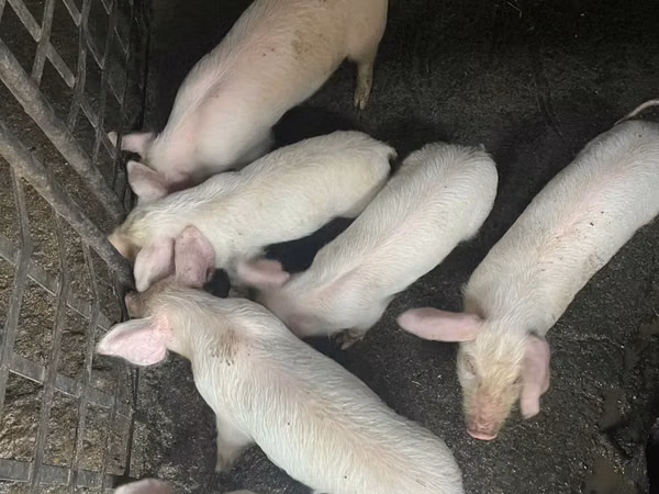 Boar, 