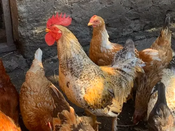Chickens — আর্মেনিয়া