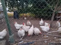 Chickens — รูปภาพ 3