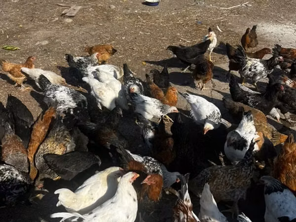 Chickens — Kyrgyzstan