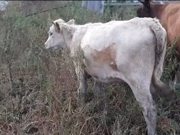 Cow, Cattle — Kazakhstan