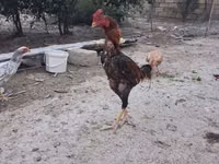 Chickens — عکس 8