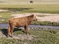 公牛, Cattle — 照片 5