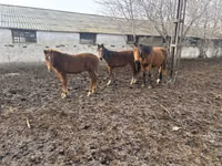 Kuda betina, Horses — foto 2