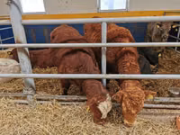 Bull, Limousin cow — photo 5