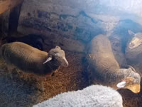 Sheep, Sheep — photo 3