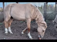 ፈረስ, Horses — ፎቶ 1