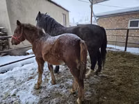 Mare, Horses — photo 2