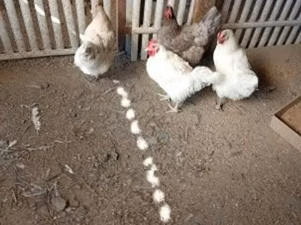 Суссекс — Угорщина