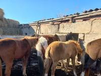 Kuda betina, Horses — foto 8