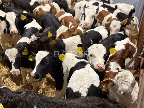 Banteng, Simmental cattle — Polandia