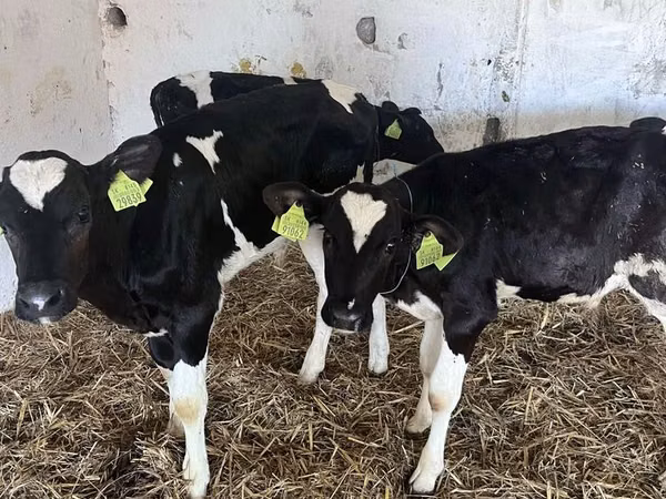 Bull, Holstein breed — Poland