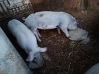 Babi hutan, Pigs — foto 2
