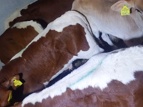 Bou, Simmental cattle