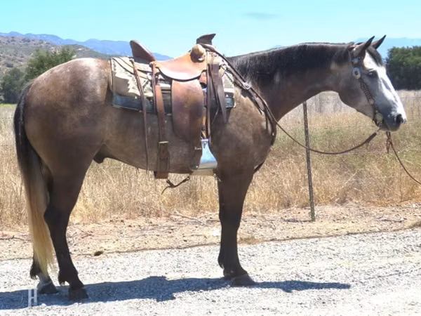 Horse (M), Quarter Horse — United States