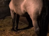 Horse (M), Horses — photo 7