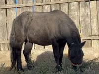 ፈረስ, Horses — ፎቶ 1