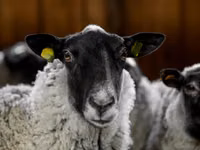 Ovan, Romanov sheep — fotografija 4