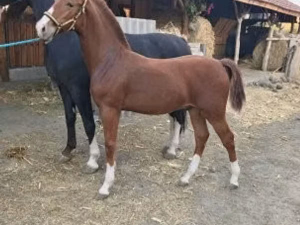 घोड़ा, Dutch warmblood horse