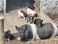 Sow, Pigs — photo 2