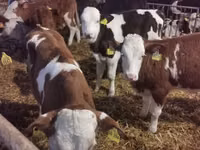 Bou, Simmental cattle — foto 3