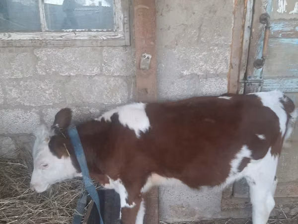 Cow, Simmental cattle — Kazakhstan